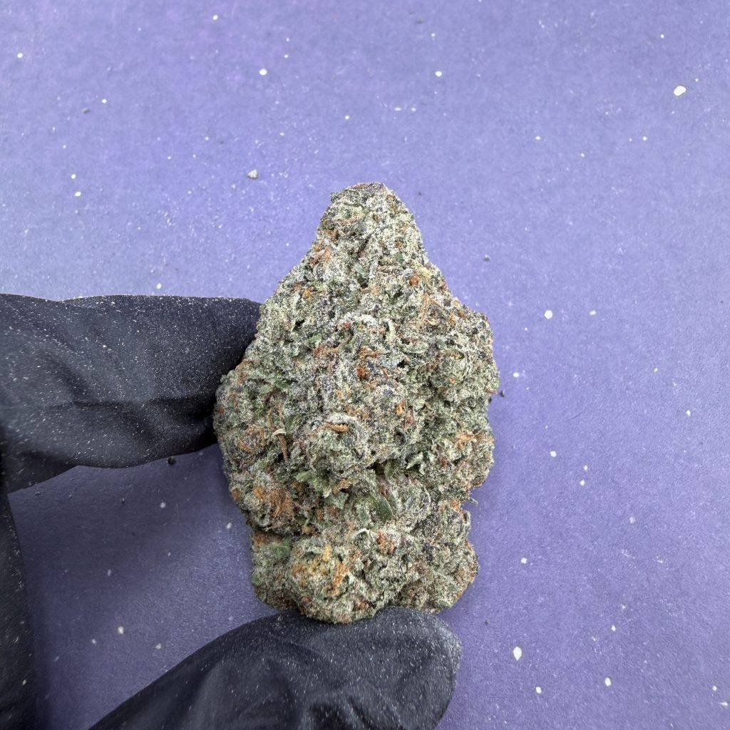 B43 Gelato 47