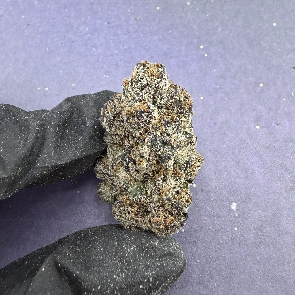 B84 Dolce Gelato